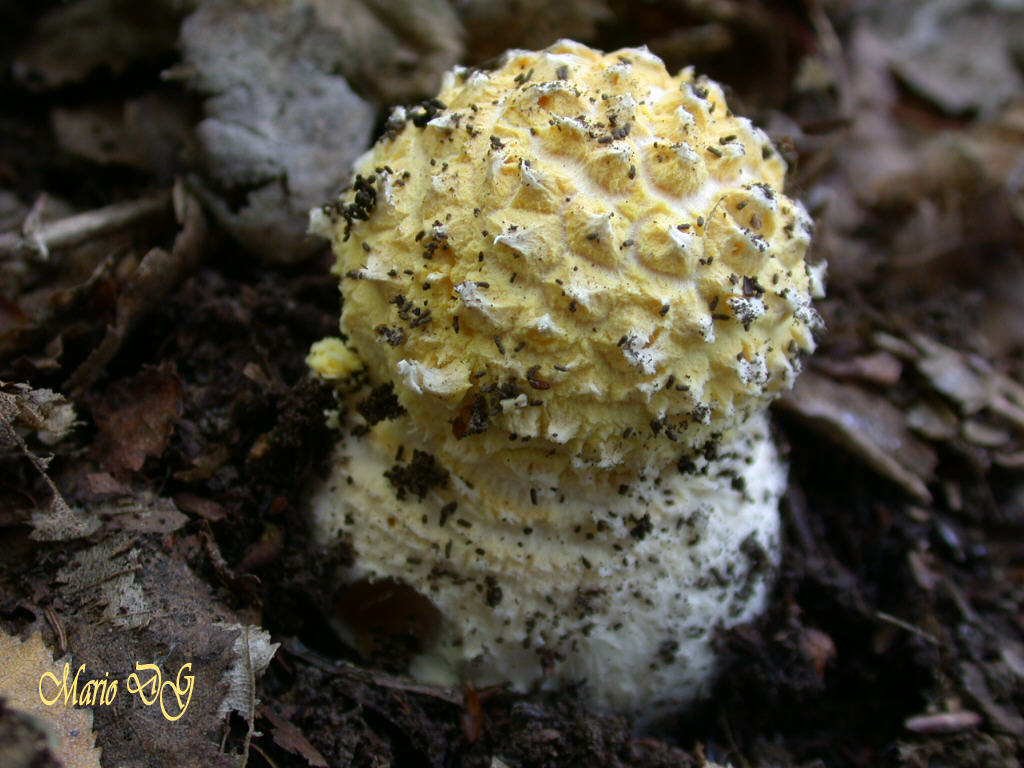 Amanita ...